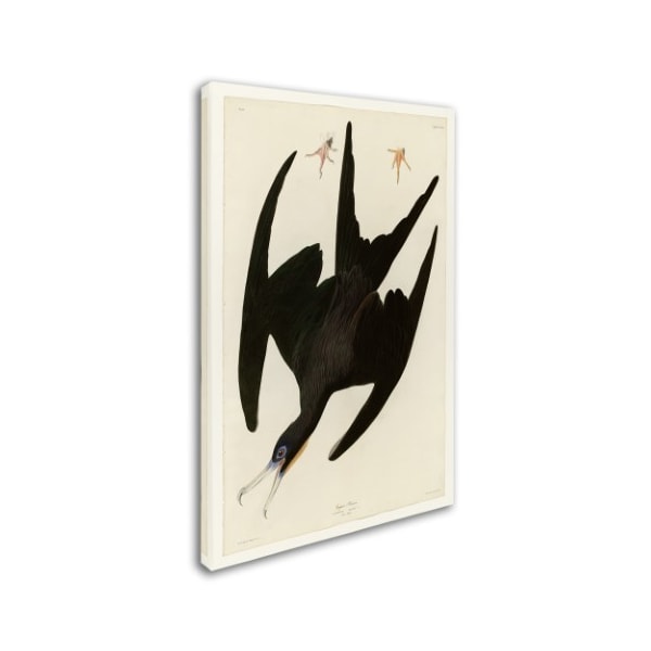 Audubon 'Frigate Pelicanplate 271' Canvas Art,30x47